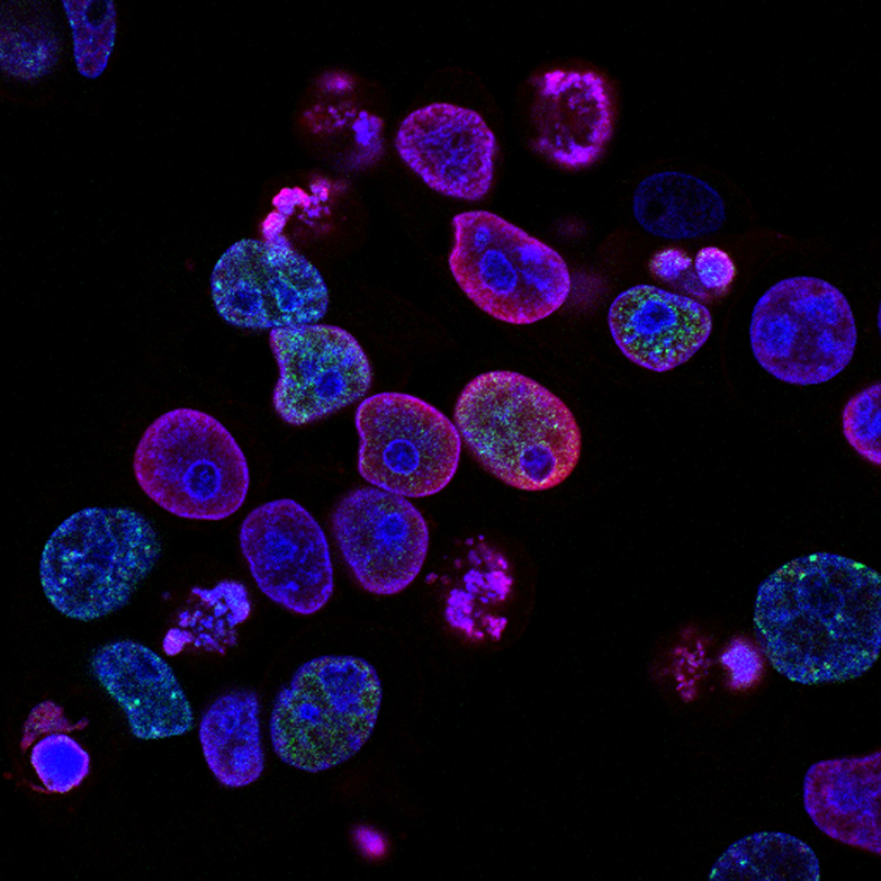 a group of blue and purple cells