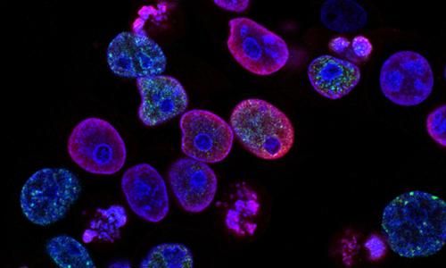 a group of blue and purple cells